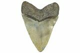 Fossil Megalodon Tooth - North Carolina #362878-1